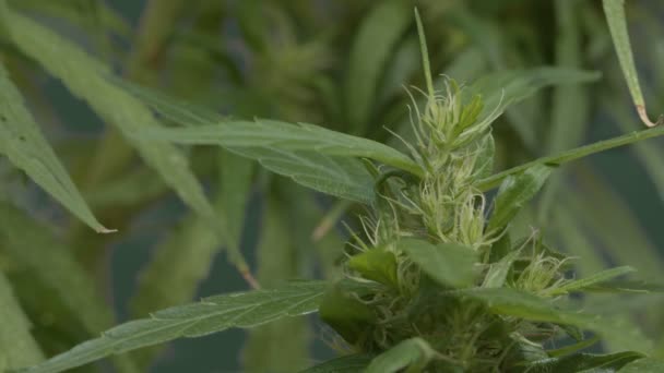 Marihuana Opouští Makro Pohled Vegetativní Stádium Růstu Lékařské Marihuany Péče — Stock video