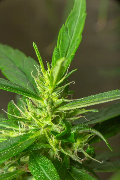 Marihuana Laat Macro Zicht Achter Bloemen Van Hennepstammen Tegen Oogsttijd — Stockfoto