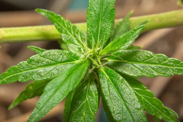 Marihuana Opouští Makro Pohled Květy Konopných Kmenů Které Blíží Době — Stock fotografie