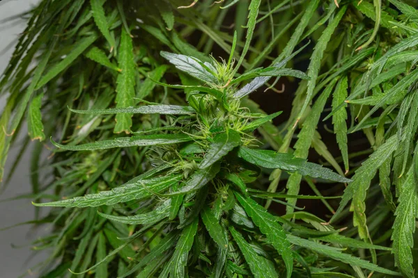 Marihuana Opouští Makro Pohled Květy Konopných Kmenů Které Blíží Době — Stock fotografie