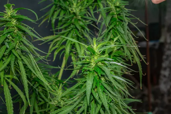 Marijuana Leaves Macro Переглянути — стокове фото