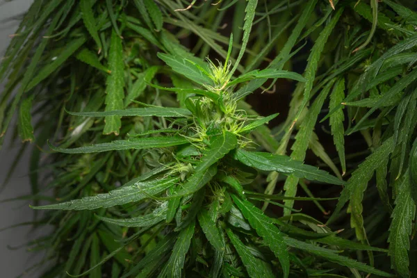 Marihuana Laat Macro Uitzicht Achter — Stockfoto