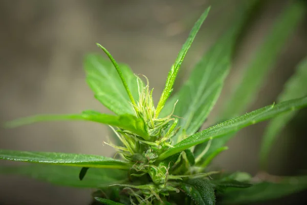 Tiempo De Cosecha De Cannabis图库照片 免版税tiempo De Cosecha De Cannabis图片 Depositphotos Tiempo De Cosecha De Cannabis图库照片 免版税tiempo De Cosecha De Cannabis图片 Depositphotos