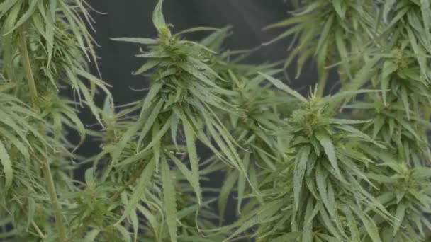 Marijuana Deixa Vista Macro Estágio Vegetativo Crescimento Maconha Medicinal Cuidados — Vídeo de Stock