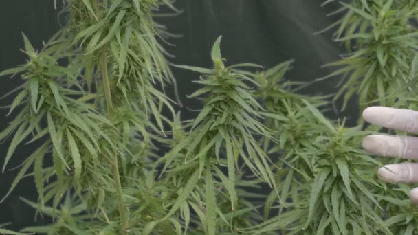 Marihuana Opouští Makro Pohled Vegetativní Stádium Růstu Lékařské Marihuany Péče — Stock video