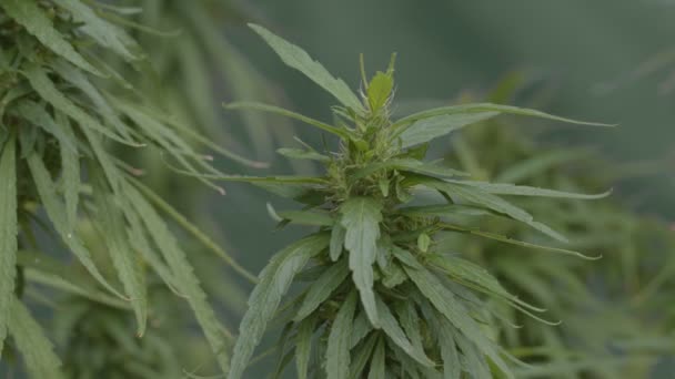 Cbd Planta Cannabis Inflorescência Cânhamo Com Gotas Água Imagens Vídeo — Vídeo de Stock