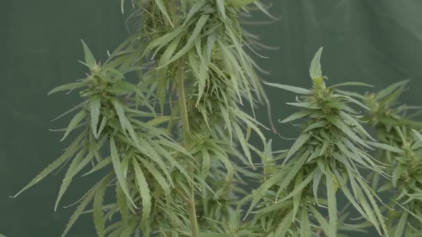 Cbd Cannabispflanze Und Hanfblütenstand Mit Wassertropfen — Stockvideo