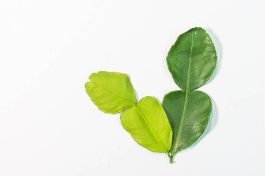 Bergamot ve kaffir limon yapraklarının keskin bir aroması vardır ve genellikle balık kokusuyla pişirmek için kullanılır..