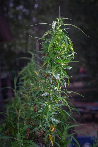 Tiempo Cosecha Flores Marihuana Planta Cannabis Cbd Inflorescencia Del Cáñamo — Foto de Stock