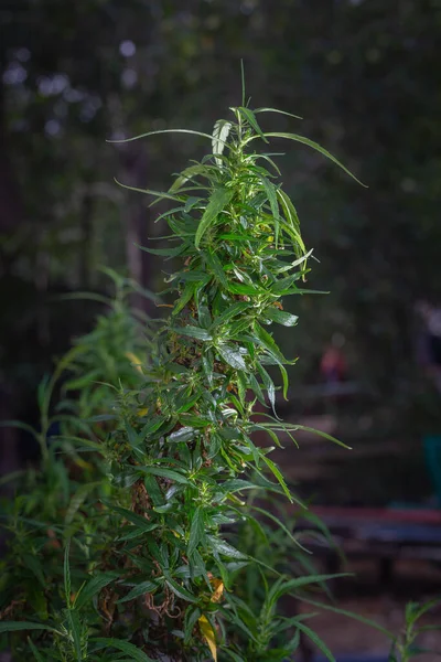 Marihuana Bloemenoogst Tijd Cbd Cannabis Plant Hennep Bloeiwijze — Stockfoto