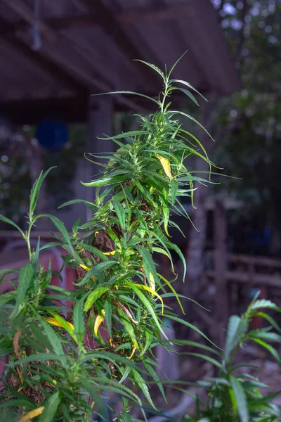 Czas Zbiorów Kwiatów Marihuany Cbd Rośliny Konopi Indyjskich Kwiatostan Konopi — Zdjęcie stockowe