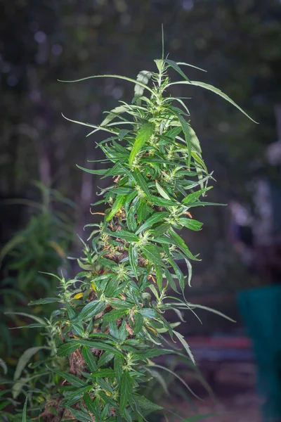 Tiempo Cosecha Flores Marihuana Planta Cannabis Cbd Inflorescencia Del Cáñamo — Foto de Stock