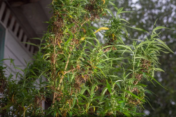 Czas Zbiorów Kwiatów Marihuany Cbd Rośliny Konopi Indyjskich Kwiatostan Konopi — Zdjęcie stockowe