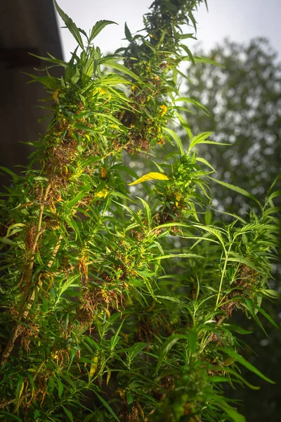 Hora Colheita Marijuana Cbd Cannabis Planta Inflorescência Cânhamo — Fotografia de Stock
