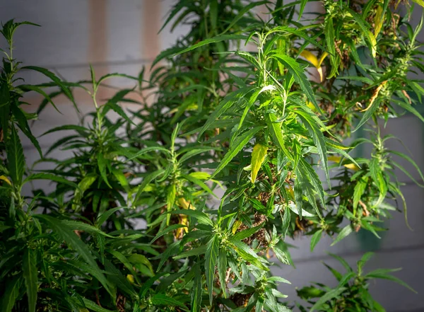 Marihuana Bloemenoogst Tijd Cbd Cannabis Plant Hennep Bloeiwijze — Stockfoto