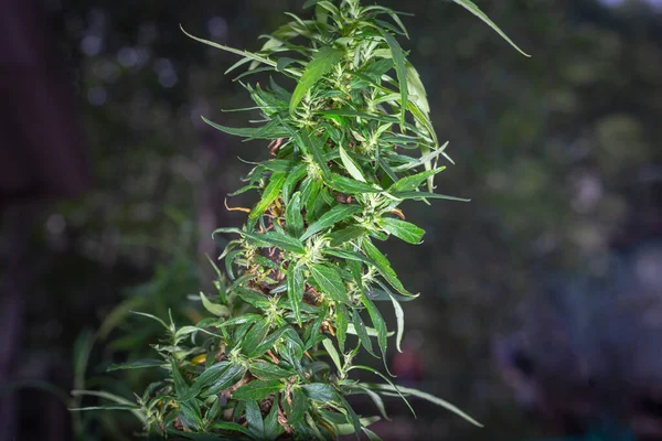 Marihuána Virágszüret Ideje Cbd Kannabisznövény Kendervirág — Stock Fotó