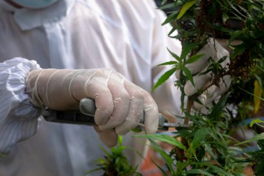 Authorities are harvesting mature hemp flowers and seeds to extract CBD clipart