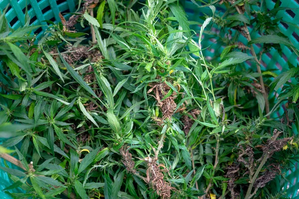 Schnittblumen Und Cannabissamen Körben Zum Trocknen — Stockfoto