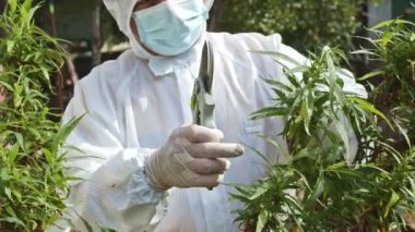 Yetkililer yetişkin kenevir çiçeği ve tohumlarını toplayarak CBD 'yi tamamen büyüttüklerinde içeriyorlar. Bitki tıbbi konseptinde stok görüntüleri.