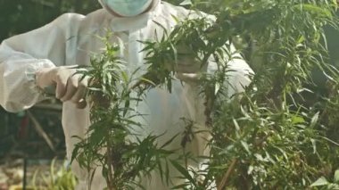 Yetkililer, CBD 'yi çıkarmak için kenevir çiçeği topluyorlar. Yetkililer uyuşturucuyu çıkarmak için marihuana çiçekleri topluyorlar..