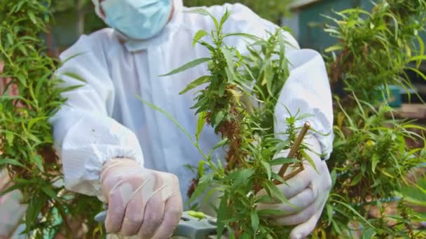 Les Autorités Récoltent Des Fleurs Des Graines Chanvre Matures Pour — Video