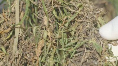CBD.Cannabis çiçeği ve tohumlarını özümsemek için kurutulmuş marihuana çiçekleri tamamen büyüdüğünde CBD içerir. Bitki tıp konseptinde stok görüntüler.
