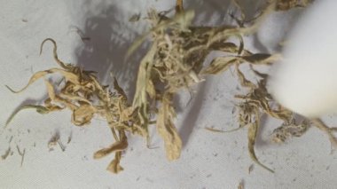 CBD.Cannabis çiçeği ve tohumlarını özümsemek için kurutulmuş marihuana çiçekleri tamamen büyüdüğünde CBD içerir. Bitki tıp konseptinde stok görüntüler.