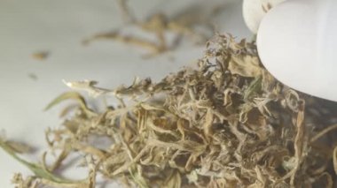 CBD.Cannabis çiçeği ve tohumlarını özümsemek için kurutulmuş marihuana çiçekleri tamamen büyüdüğünde CBD içerir. Bitki tıp konseptinde stok görüntüler.