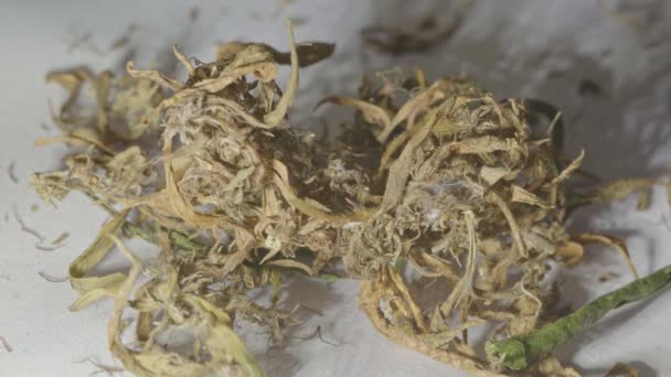 Torr Marijuana Blommor För Att Extrahera Cbd Cannabis Blommor Och — Stockvideo