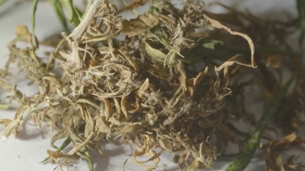 Trockene Marihuanablüten Zur Extraktion Von Cbd Cannabisblüten Und Samen Enthalten — Stockvideo