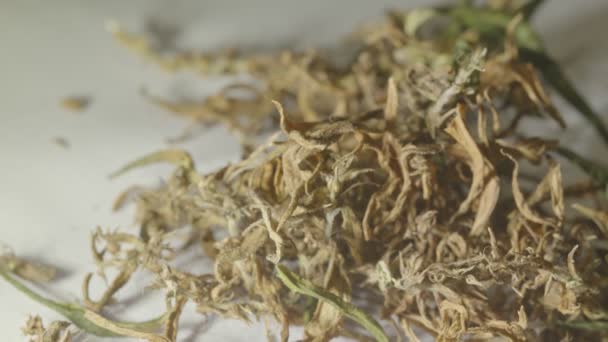 Flores Secas Marihuana Para Extraer Cbd Las Flores Semillas Cannabis — Vídeo de stock