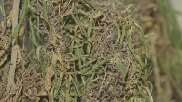 Сухие Цветы Марихуаны Извлечения Cbd Cannabis Цветы Семена Содержат Cbd — стоковое видео