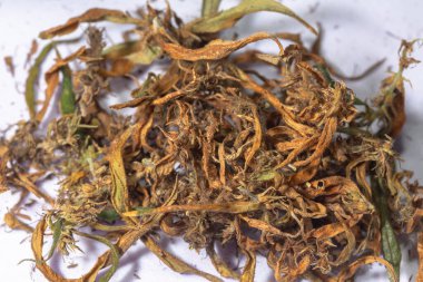 CBD 'yi çıkarmak için kuru marihuana çiçekleri