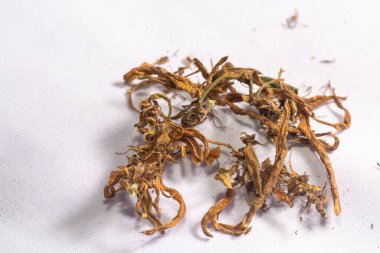 CBD 'yi çıkarmak için kuru marihuana çiçekleri