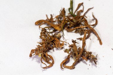 CBD 'yi çıkarmak için kuru marihuana çiçekleri