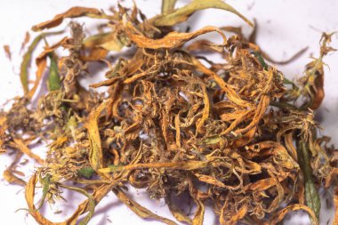 CBD 'yi çıkarmak için kuru marihuana çiçekleri