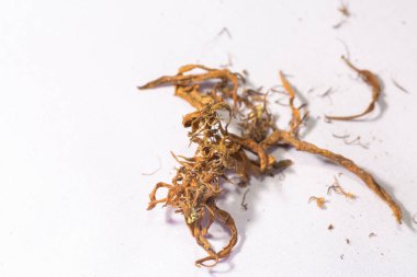 CBD 'yi çıkarmak için kuru marihuana çiçekleri