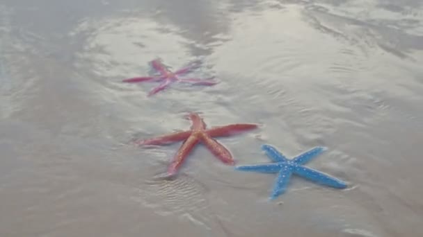 Kleurrijke Zeesterren Het Zandstrand Van Karon Beach Phuket Hoge Kwaliteit — Stockvideo