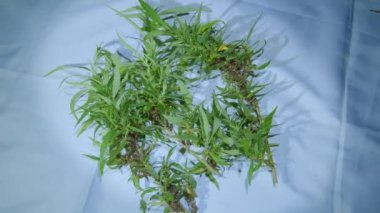 Marihuana çiçeği toplama zamanı. CBD esrar bitkisi ve kenevir infloresansı. Kenevir çiçekleri ve tohumları tamamen büyüdüğünde CBD içerir. Bitki tıbbi konseptinde stok görüntüleri.