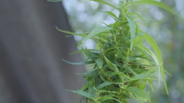 Marihuana çiçeği toplama zamanı. CBD esrar bitkisi ve kenevir infloresansı. Kenevir çiçekleri ve tohumları tamamen büyüdüğünde CBD içerir. Bitki tıbbi konseptinde stok görüntüleri.