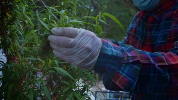 Byborna Skördar Cannabisblommor För Medicinska Ändamål Cannabis Blommor Och Frön — Stockvideo