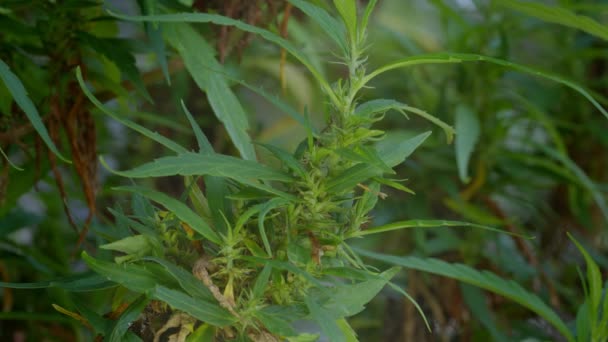 Waktu Panen Bunga Ganja Cbd Cannabis Plant Hemp Inflorescence Cannabis — Stok Video