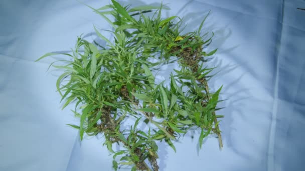 Tiempo Cosecha Flores Marihuana Planta Cannabis Cbd Inflorescencia Del Cáñamo — Vídeo de stock
