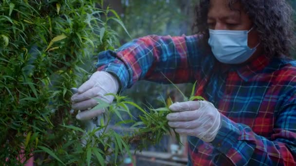 Aldeões Colhem Flores Cannabis Para Fins Medicinais Flores Sementes Cannabis — Vídeo de Stock