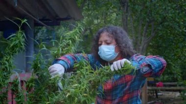 Personel marihuana dalını kesmek için makas kullanmış.