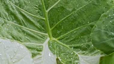 Yaprakların üzerine yağmur damlaları. Su damlacıkları rüzgarda yaprakların üzerinde yuvarlanıyor. yeşil bahçe arkaplanı.
