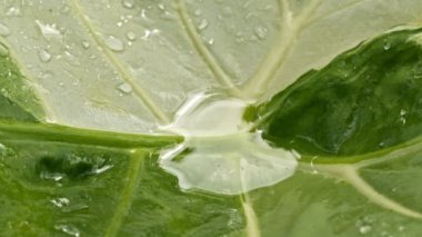 Yaprakların üzerine yağmur damlaları. Su damlacıkları rüzgarda yaprakların üzerinde yuvarlanıyor. yeşil bahçe arkaplanı.