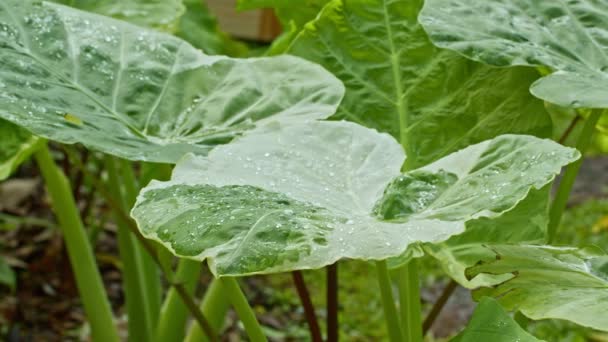 Nahaufnahme Von Grünkohl Der Garten Wächst — Stockvideo