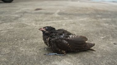  Yavru kuş yere düştü ve yaralandı.