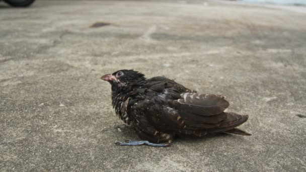 Baby Bird Fell Ground Injured — Stock Video
